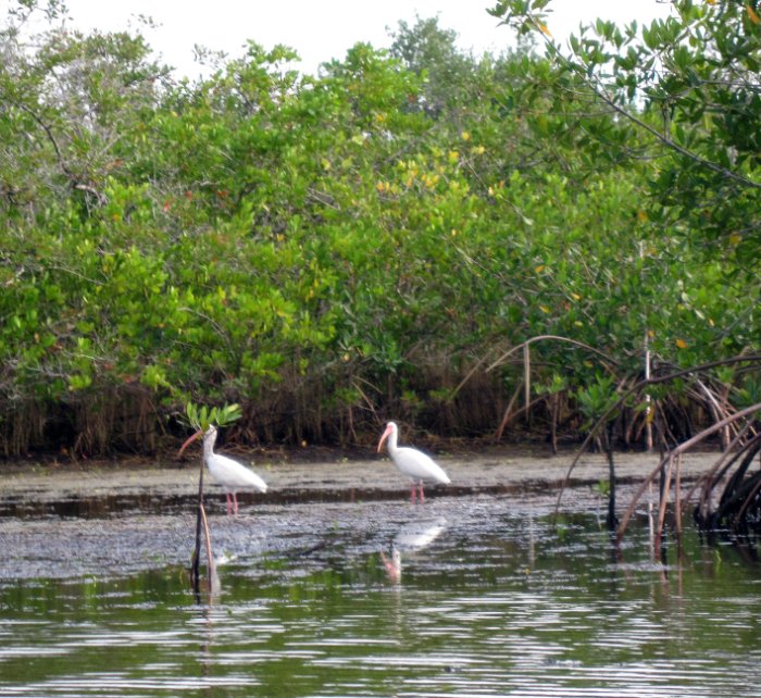 Ibis on the Water